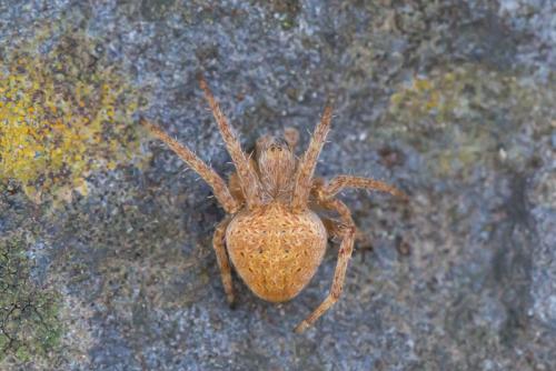 Neoscona crucifera